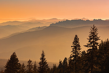 Nature, Trees, Fog, Fir, Spruce, Hills HD wallpaper