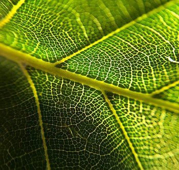 Plant, Macro, Sheet, Leaf, Veins HD wallpaper