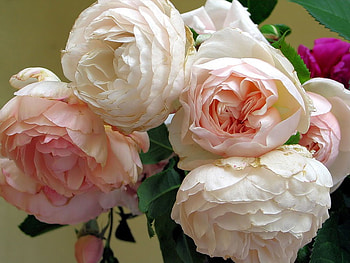 roses, pink, nature, flowers HD wallpaper