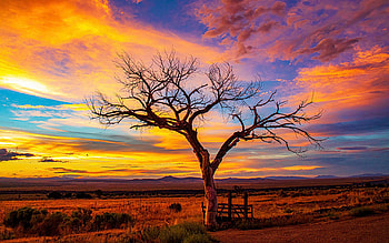 Golden Sunset, landscape, clouds, colors, sky, tree HD wallpaper