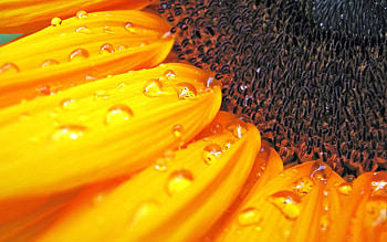 Macro Sunflower, sunflower, flowers, macro HD wallpaper