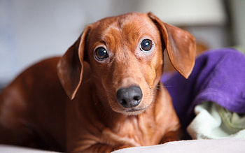 Dog, sweet, pay, dogs, puppies, cute, beautiful, beauty, playful, playful dog, puppy, dog face, pretty, animals, face, bubbles, lovely HD wallpaper