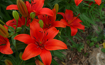 Tiger Lily, lily, tiger, pretty, , red, nature, flowers HD wallpaper