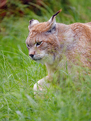 Animals, Iris, Predator, Big Cat, Sight, Opinion HD phone wallpaper