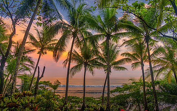 Sunset in Costa Rica, twilight, palms, America, ocean, sunset HD wallpaper
