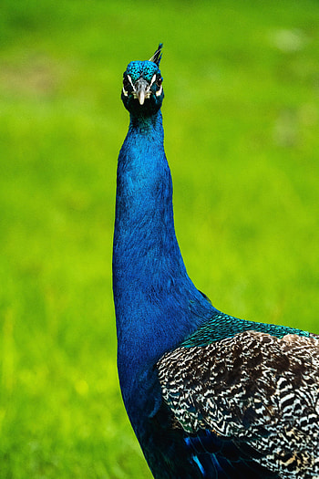 Animals, Feather, Bird, Beak, Pattern, Peacock HD phone wallpaper