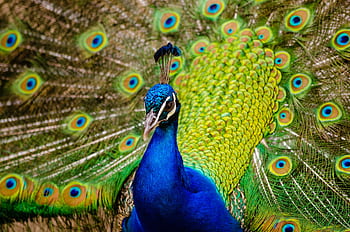 Stunning close-up of a peacock with vibrant feathers on full display. HD wallpaper