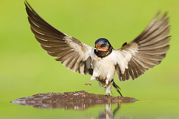 Wings, Swallow HD wallpaper