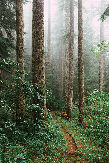 Nature, Trees, Forest, Branches, Spruce, Fir, Path HD phone wallpaper