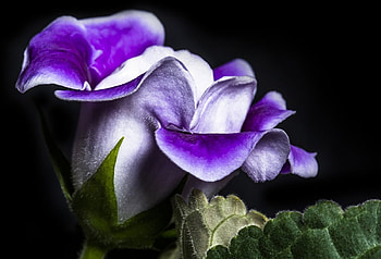 Gloxinia, delicate, violet, flower, fine, flora HD wallpaper