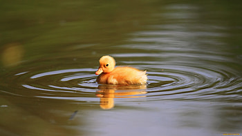 Animals, Ducks HD wallpaper