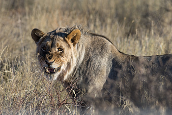 Animals, Aggression, Lion, Big Cat, Anger HD wallpaper
