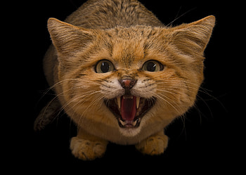 Sand Cat Chattanooga, pisica, fang, black, face, joel sartore, orange HD wallpaper