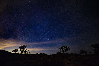 Nature, Night, Bush, Starry Sky, Thorns, Prickles HD wallpaper