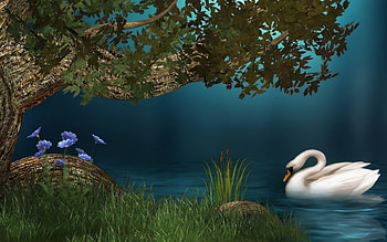 Animals, Birds, Swans HD wallpaper