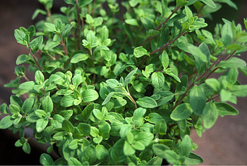 Planting oregano, OBI guide, Care tips, Gardening HD wallpaper