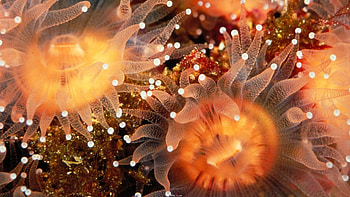 Purple sea anemone, Reef tank beauty, Uplifting , Jill Malek designs HD wallpaper