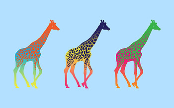 Giraffes, Vector, Multicolored, Three, Row HD wallpaper