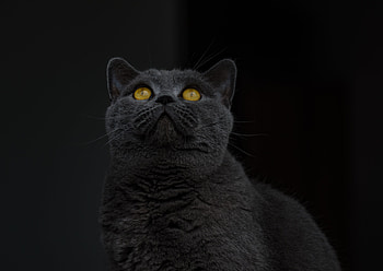 Animals, Cat, Grey, Sight, Opinion, British Shorthair Cat, British Shorthaired Cat HD wallpaper