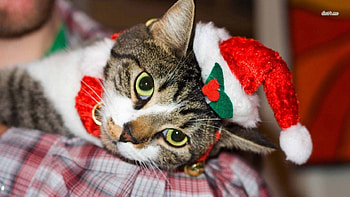 Santa Kitty, winter, kitten, kitty, meow, santa claus, cat, santa HD wallpaper