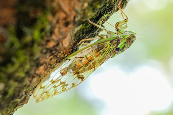 Macro, Insect, Animal, Cicada HD wallpaper