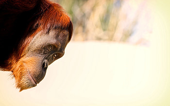 Animals, Monkey, Head, Peek Out, Look Out, White Background HD wallpaper