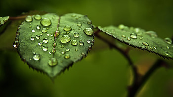 Plants, Leaves, Drops HD wallpaper