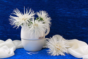 my little milky way, blue, background, still life, white, vase, beautiful, flowers HD wallpaper