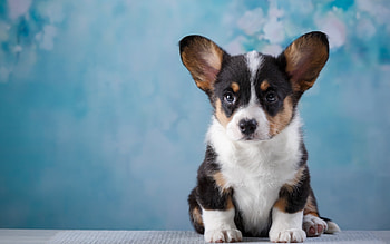 Corgi, Welsh cardigan, Cute shepherd dogs, monitor HD wallpaper