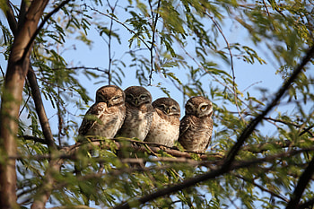 Animals, Owl, Wood, Tree, Branches HD wallpaper