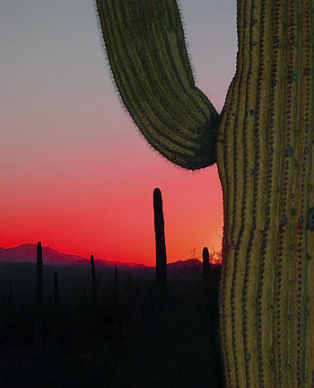 Nature, Sunset, Needle, Prairie, Hills, Cactus HD phone wallpaper