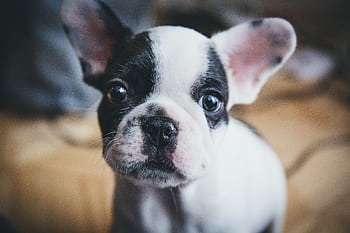 Close-up of a cute French Bulldog puppy captured indoors with soft focus. HD wallpaper