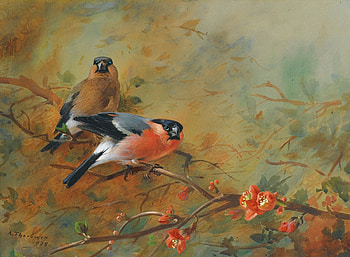 A goldfinch pair on a branch by Archibald Thorburn, archibald thorburn, bird, art, spring, orange, bloom, painting, flower, green, red, pair, couple, goldfinch, nature HD wallpaper