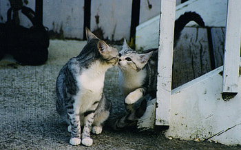 Animals, Care, Kittens, Weasel, Attention HD wallpaper