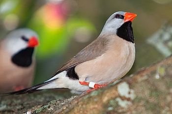 finch_portrait, animal, couple, birds, finch HD wallpaper