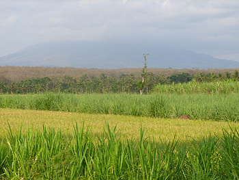 sawah, ladang, fields, mountain HD wallpaper