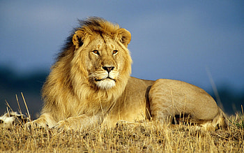 Lion , and mobile, Captivating backgrounds, Stunning visuals HD wallpaper