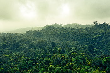 Explore the lush greenery and misty atmosphere of the Indonesian rainforest in Banten. HD wallpaper