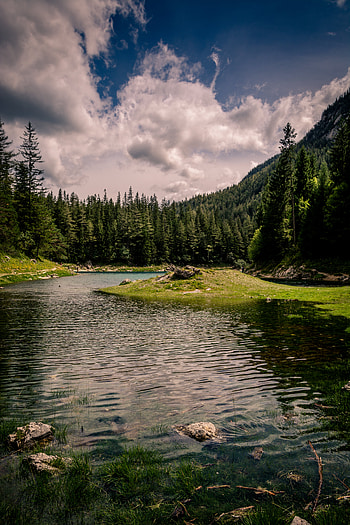 Nature, Rivers, Trees, Grass, Forest HD phone wallpaper