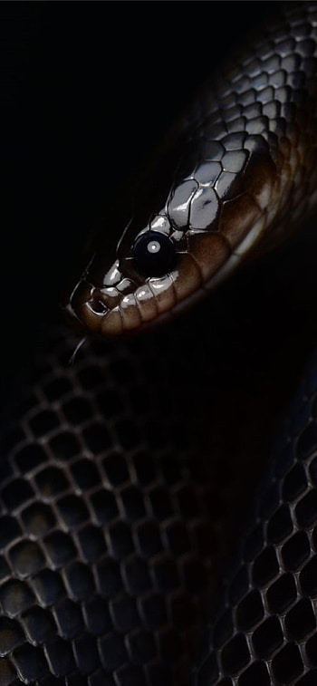 Latest snake , quality, Serpent's beauty, Captivating ry HD phone wallpaper