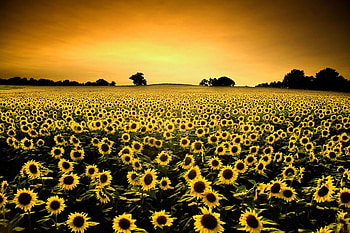 Many Sunflowers, field, yellow, view, sky, flowers, sun HD wallpaper