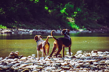 Two dogs enjoying nature by a calm river with rocks in daylight. HD wallpaper