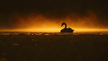 Swan at Lake Sunset, animal, birds, lake, sunset HD wallpaper