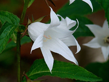White Lilies, white, flowers, lilies, jeaves HD wallpaper
