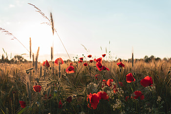 Flowers, Grass, Poppies, Wildflowers HD wallpaper