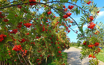 Rowan, berries, Latvia, tree HD wallpaper