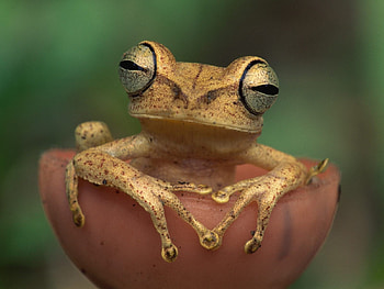 SEXY FEMALE FROG, frogs, eyes, , nature, spring, macro, close up HD wallpaper