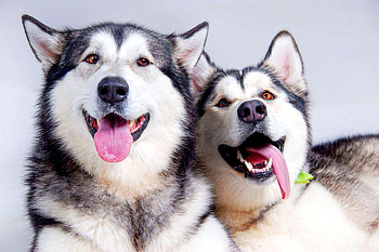Couple, Alaskan Malamutes HD wallpaper