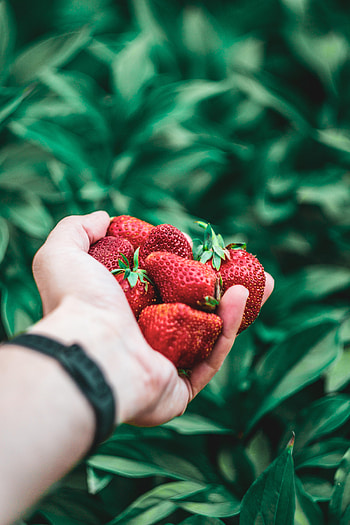 Food, Strawberry, Berries, Hand HD phone wallpaper