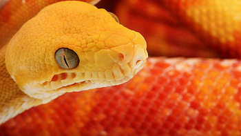 Snake , resolution, backgrounds, Serpent in motion HD wallpaper